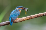Stephen Nobbs - His Favourite Perch